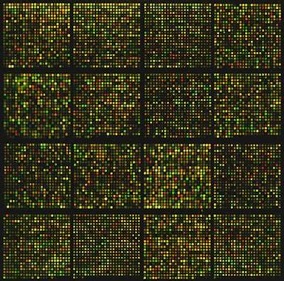 Optimización de flujos metabólicos en ecosistemas microbianos mediante degradación de proteínas
