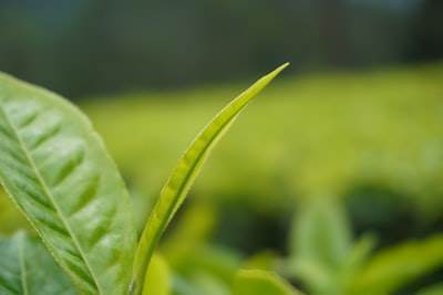 Redefiniendo DeFi con Tea-Fi: SuperApp con Rendimiento Infinito