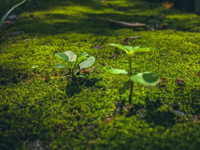 ¿Cómo los servicios de programación pueden apoyar objetivos ambientales?