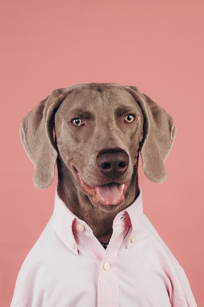 Gestión de clínicas veterinarias en Málaga