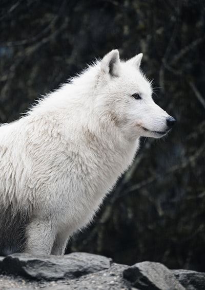 Arctic Wolf despide a 250 empleados para financiar su apuesta por la IA