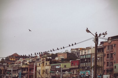 ¿Cómo los bots de redes sociales pueden apoyar objetivos ambientales?