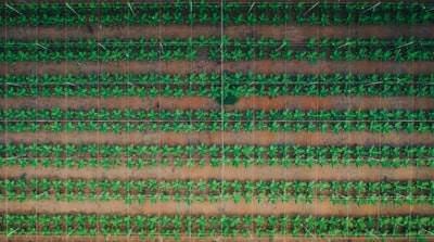 Detección de estrés agrícola en tiempo real con tecnología hiperespectral