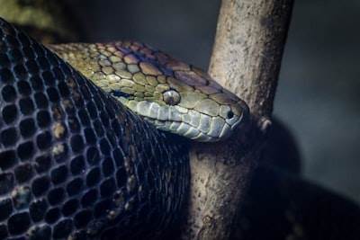 Ampliar las capacidades de Go con Python