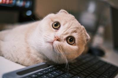 Extensiones de mascotas para el cursor: un amigo juguetón