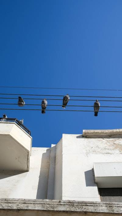Bots para redes sociales en Alberite