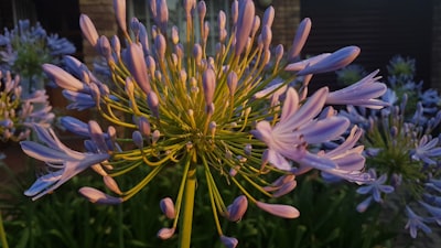 Actualización de guía de floración en Curiocorner