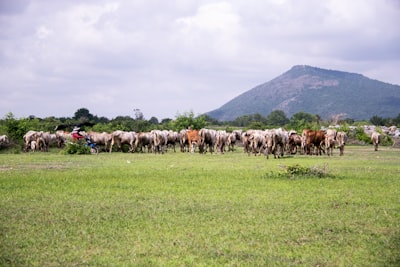 El uso de jeringas prellenadas en el manejo de la mastitis.