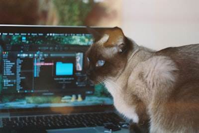Crea Contenido Viral de Mascotas con SoraStats