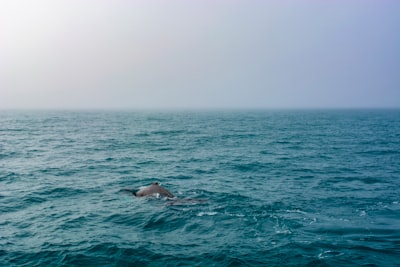 Un auge de crías de ballena franca del Atlántico Norte está en marcha, pero la especie sigue en riesgo