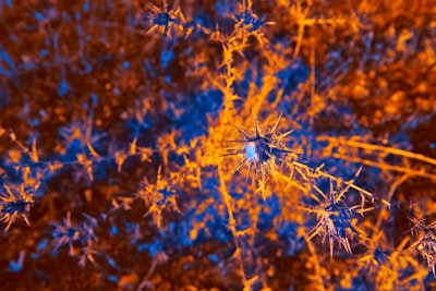 Operador Neural NOBLE con incrustaciones latentes para modelos biológicos de neuronas