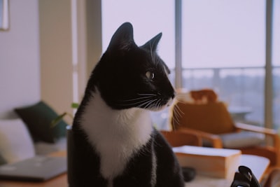 ¿Cómo se crean los videos de mascotas que hablan y por qué funcionan?
