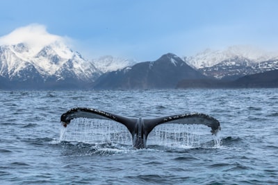 Ballenas adoptan nueva criptomoneda para el crecimiento de 2026