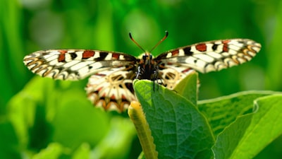 ¿Las API personalizadas contribuyen a la transformación digital sostenible?