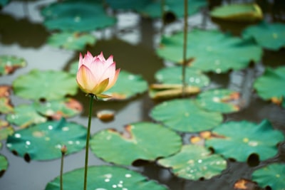 Tiempo de migración de Lotus Notes a una app web