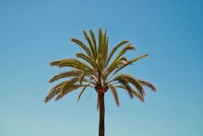 Aplicaciones en Palma