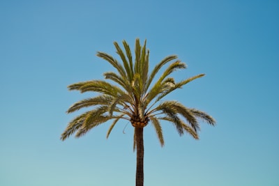 Creación de contenido AI para anuncios en Palma