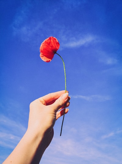Asistente IA proactivo de Poppy para organizar tu vida digital