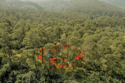 Histogramas Adaptativos Vectorizados: Bosques Oblicuos Esparsos