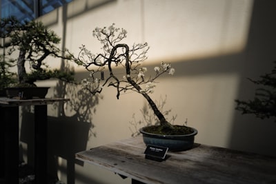 Tutorial de codificación para ejecutar PrismML Bonsai 1-Bit LLM en CUDA con GGUF, Benchmarking, Chat, JSON y RAG