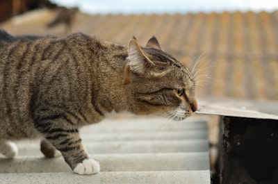 Los gatos siempre caen de pie