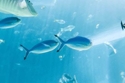 Adaptive Neuro-Symbolic Planning for Sustainable Aquaculture Monitoring Systems with Integrated Ethical Auditability