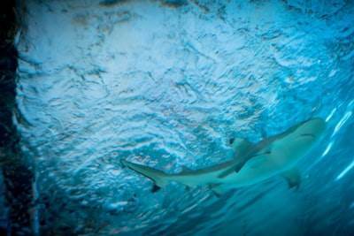 Cómo Baby Shark generó un negocio de $400 millones