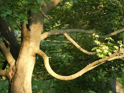 Git Branching and Development