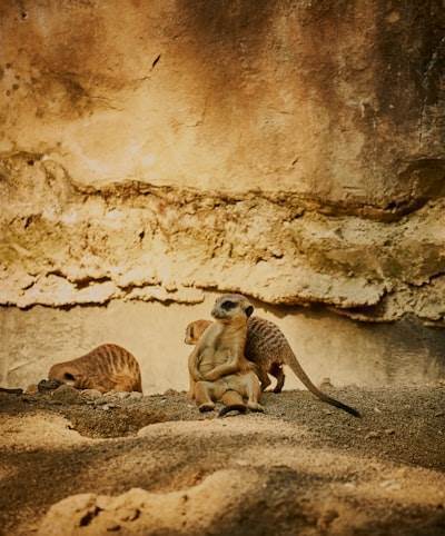 MongoDB and Mongoose at a High Level