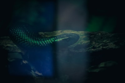 Automating Your Marketing Department: Python + AI Video Workflow for Solo Entrepreneurs