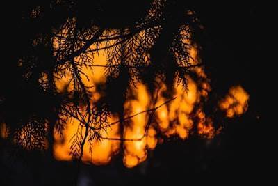 La SBA amplía préstamos por desastre para sobrevivientes de incendio en L.A.