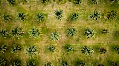 Digitalización de procesos en Las Palmas de Gran Canaria