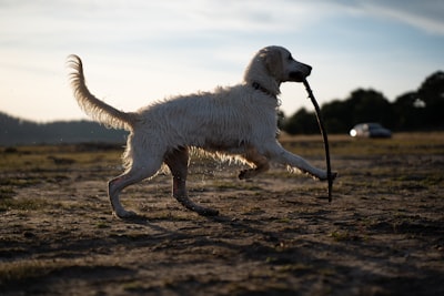 Entrenamiento de retrievers con señales de perplejidad