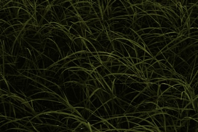 Optimización y ejecución de redes neuronales en React Native: Estudio de caso de Grass