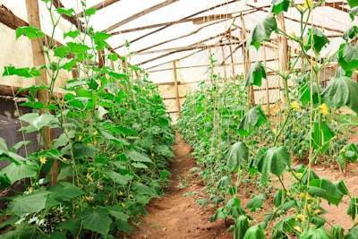 Desarrollando AgriPath: Plataforma agrícola aumenta ganancias en un 90%