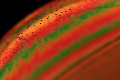 Detectar vida microbiana en exoplanetas mediante firmas de resonancia de bio-plasma.