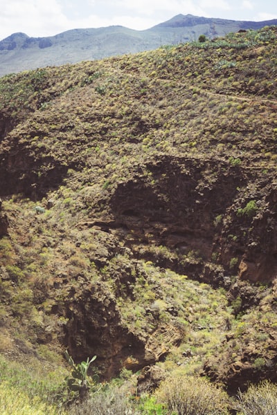 Análisis de Supervivencia Causal de Alta Dimensión usando Bosques de Herradura