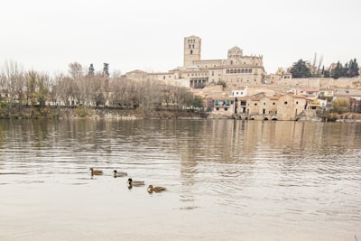 Los 3 mejores especialistas en chatbots en Zamora