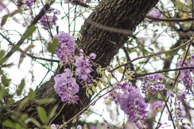 Wisteria: Marco unificado de aprendizaje multiescala para modelos de lenguaje de ADN