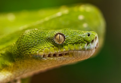 Introducción a Agentic AI: Conceptos y Hola Mundo en Python