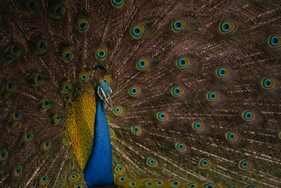 Bravo crea microdramas no guionados para Peacock