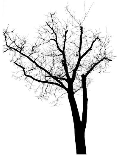 Cómo construir un árbol no dirigido desde un array de aristas en JavaScript