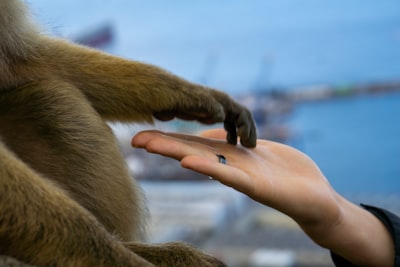 10 Consejos para usuarios del anillo Oura
