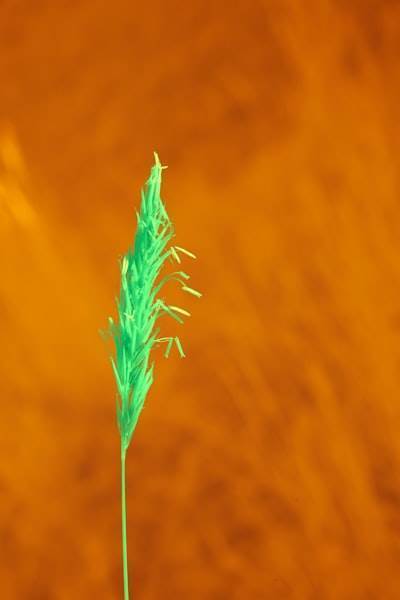 Aprendizaje profundo por refuerzo para la identificación adaptativa de malezas y pulverización dirigida en campos de maíz