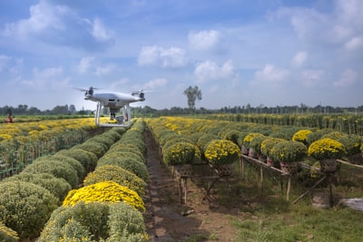 Detección temprana de enfermedades en cultivos mediante redes de drones con inteligencia artificial
