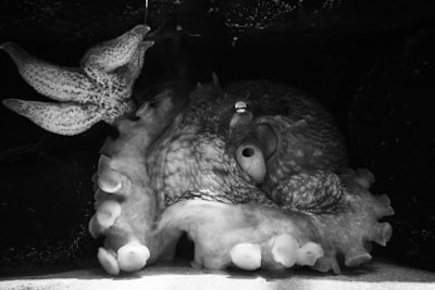 Protocolo Octopus: Un paso para descubrir y controlar hardware con IA