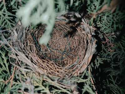 NEST: Ubicación consciente de red y memoria para deep learning distribuido