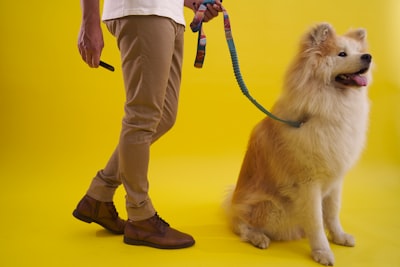 Mejor tema de Shopify para productos para mascotas