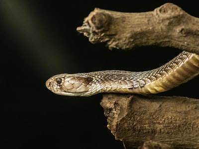 La magia detrás de las Metaclases en Python