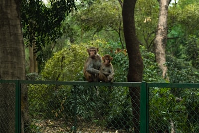 El impacto de la tecnología en la macroeconomía: entre la selva y el zoológico